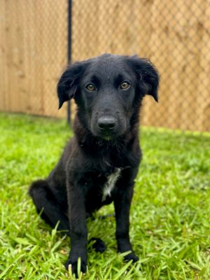 Nugget, Baby Male Flat-Coated Retriever