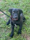 Nugget photo 2