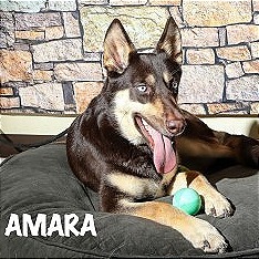 Amara