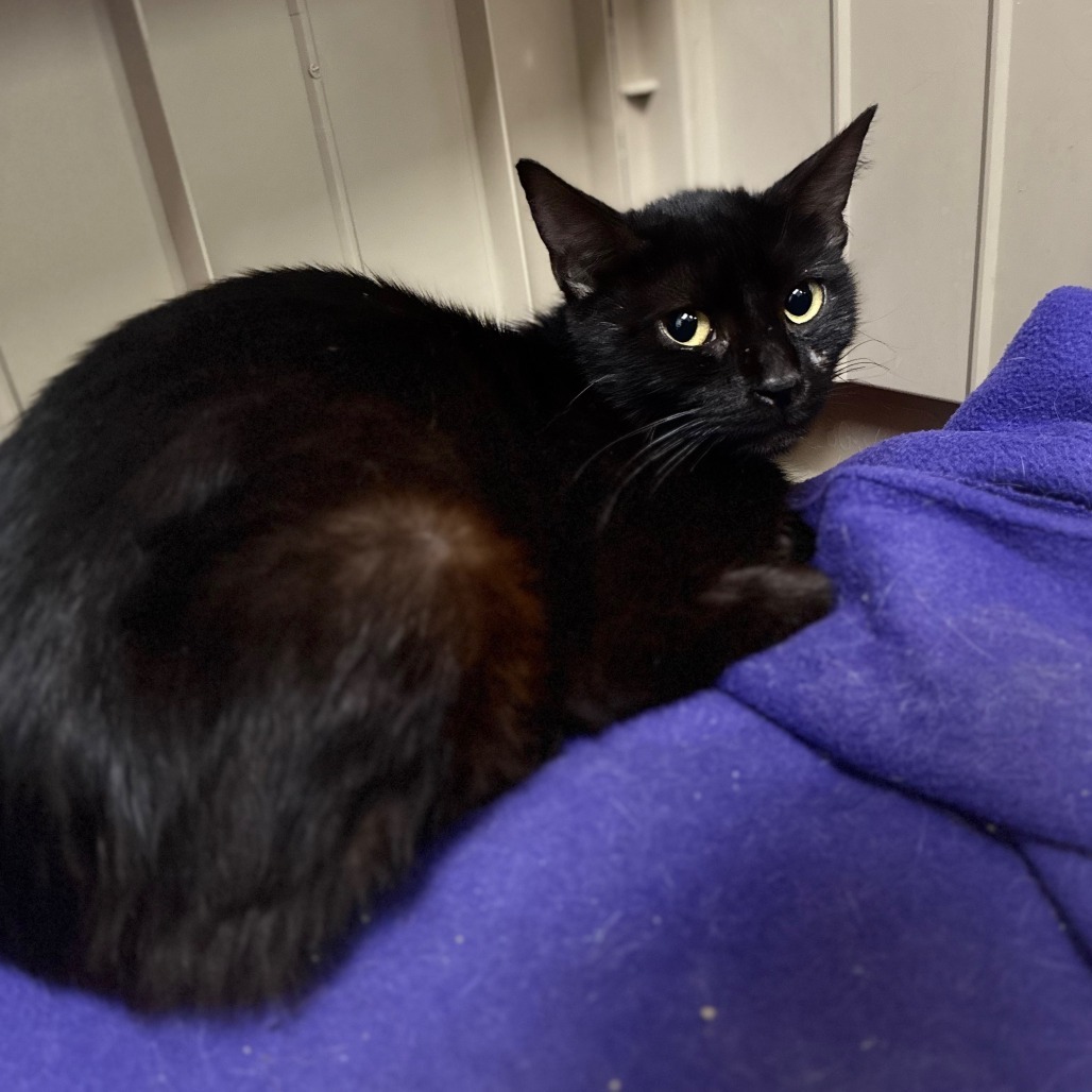 Midnight, an adoptable Domestic Short Hair in Las Vegas, NV, 89121 | Photo Image 2