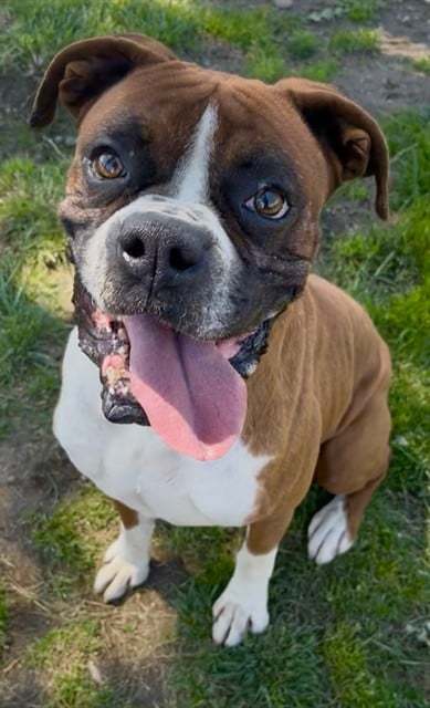 Louie
