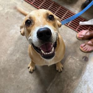 Lana, Young Female Mixed Breed