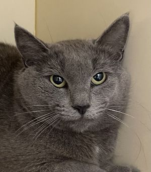 Ooo ooo ooo Talk about a cute cat Im Sylvia a stunning grey two-year-old lit