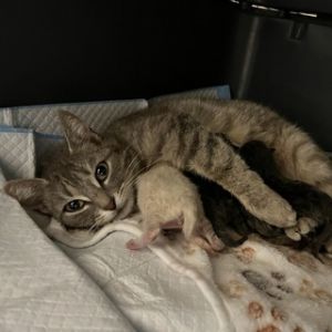 Sterling (Shades of Grey Mama), Adult Female Domestic Short Hair