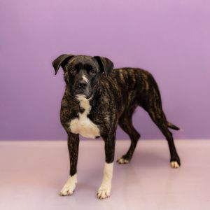 Primary Color Brown Secondary Color White Weight 745lbs Age 2yrs 0mths 2wks Animal has been Spa