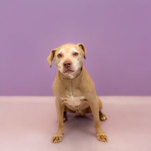 Primary Color Tan Weight 46lbs Age 10yrs 0mths 2wks Animal has been Spayed
