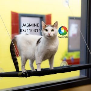 Primary Color White Secondary Color Brown Weight 95lbs Age 2yrs 0mths 1wks Animal has been Spay