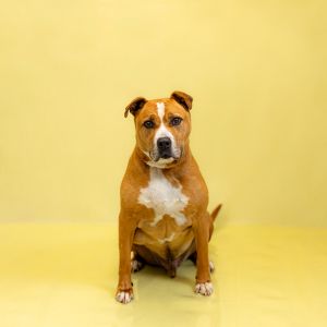 Pen 132 Rocky Pit Bull Terrier Dog
