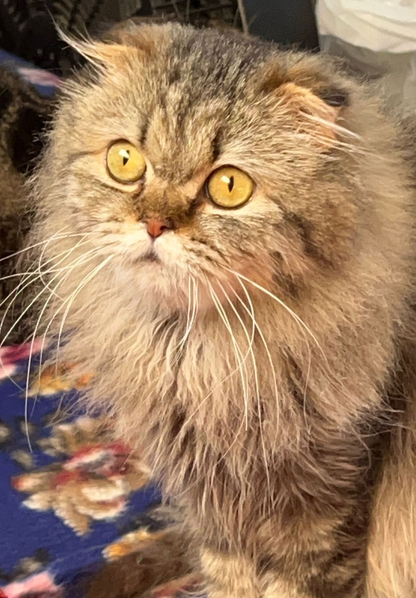 Zaina