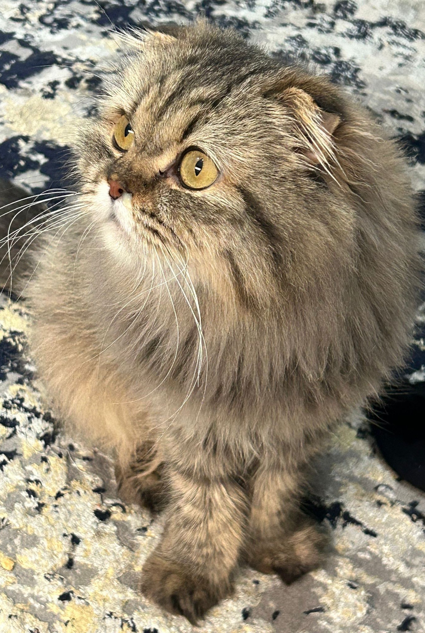 Zaina