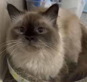 Lulu, Young Female Siamese