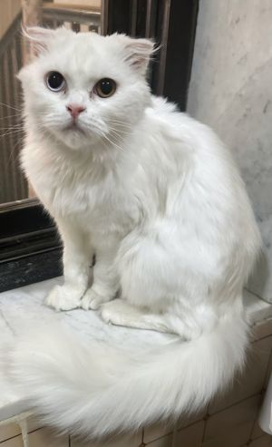 Twiny, Adult Female Scottish Fold
