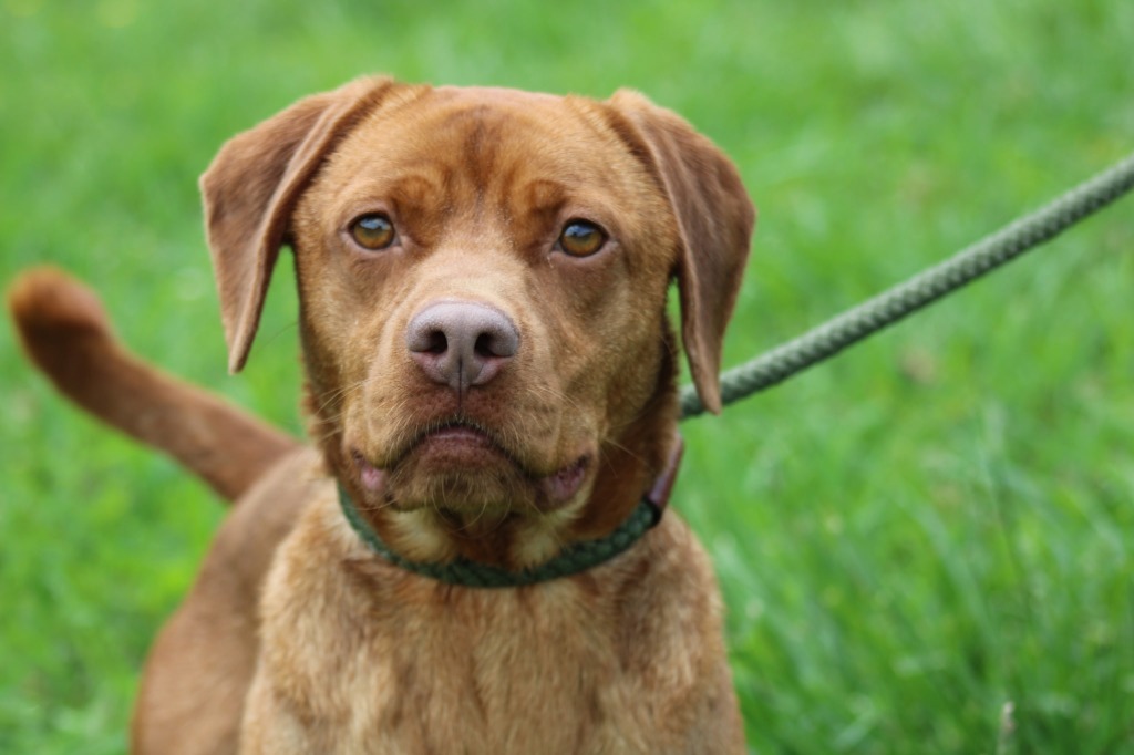 Baby Boy- Adoptable