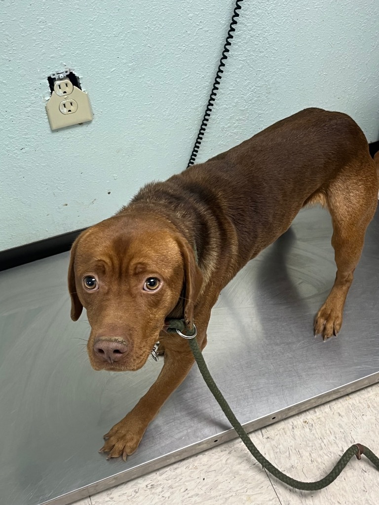 Baby Boy- Adoptable