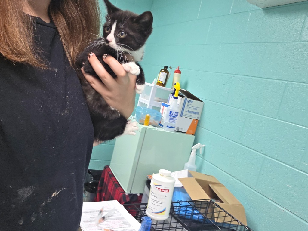 Sabrina - Adoptable