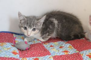 Fluffin&#39; Furious, Baby Female Domestic Short Hair