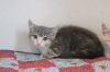 Fluffin&#39; Furious photo 2