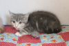 Fluffin&#39; Furious photo 4
