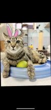 Bunny
