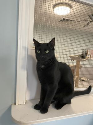 Nicholas, Young Male Domestic Short Hair
