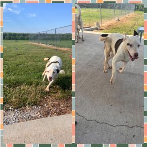 Cocoa Lewis, Baby Female Labrador Retriever