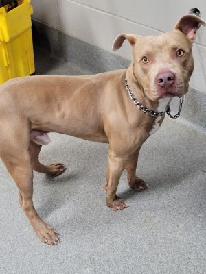 Cowboy, Young Male Pit Bull Terrier