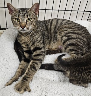 Willow, an adoptable Domestic Short Hair in Granbury, TX, 76048 | Photo Image 1