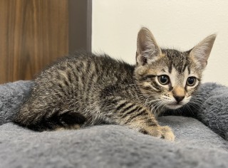 Whitney, an adoptable Domestic Short Hair in Granbury, TX, 76048 | Photo Image 1