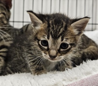 Whitney, an adoptable Domestic Short Hair in Granbury, TX, 76048 | Photo Image 2