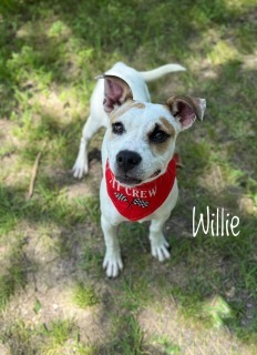 Willie 32677