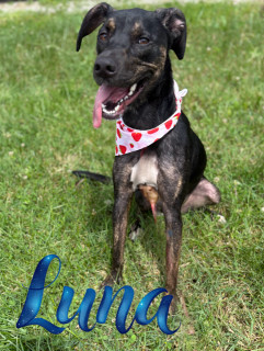 Luna 32896
