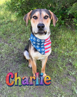 Charlie 124462