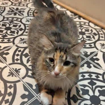 Penny, an adoptable Domestic Medium Hair in Wichita, KS, 67208 | Photo Image 1