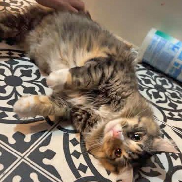 Penny, an adoptable Domestic Medium Hair in Wichita, KS, 67208 | Photo Image 2