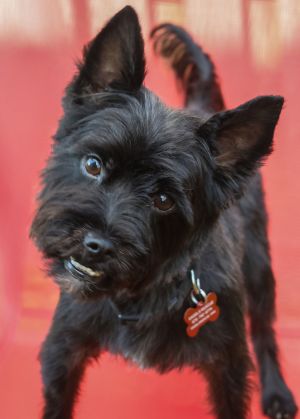 Scooter Black Scottish Terrier Dog