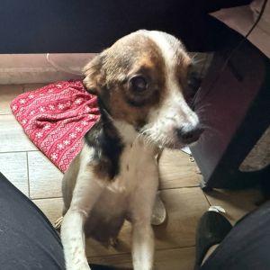 Mrs. Spacely, Adult Female Dachshund