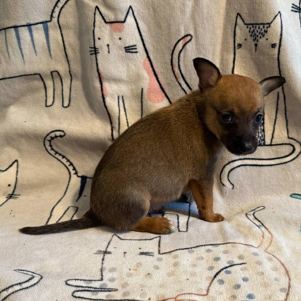 Astro