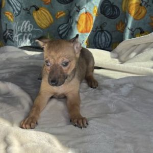 Astro, Baby Male Dachshund