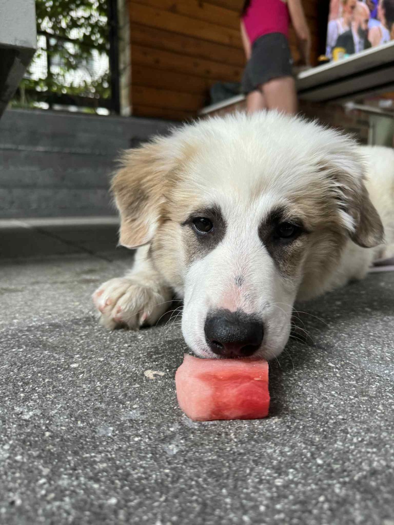 Mini Bandit
