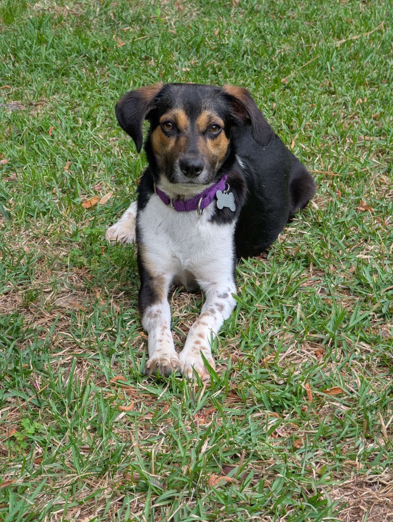 Gracie