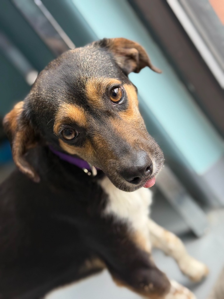 Gracie