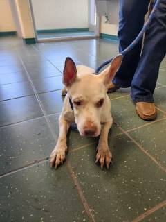 81397, Adult Female Mixed Breed
