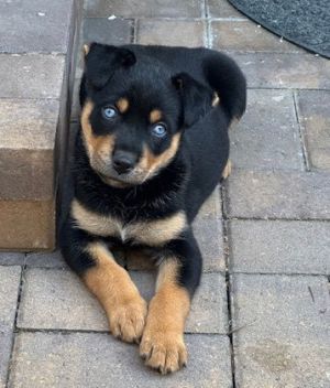 All of our dogs are spayedneutered shots current DHPP Bordetella and Rabies where applicable d