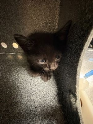 Kitty A, Baby Male Domestic Short Hair