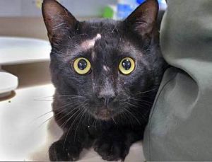 781054, Adult Male Domestic Short Hair