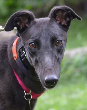 Lolita, Adult Female Greyhound