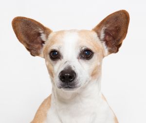 Hey everyone Im Chuck a four-year-old Chihuahua mix who is full of love and energy If youre loo