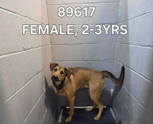 Molly, Adult Female Australian Cattle Dog / Blue Heeler