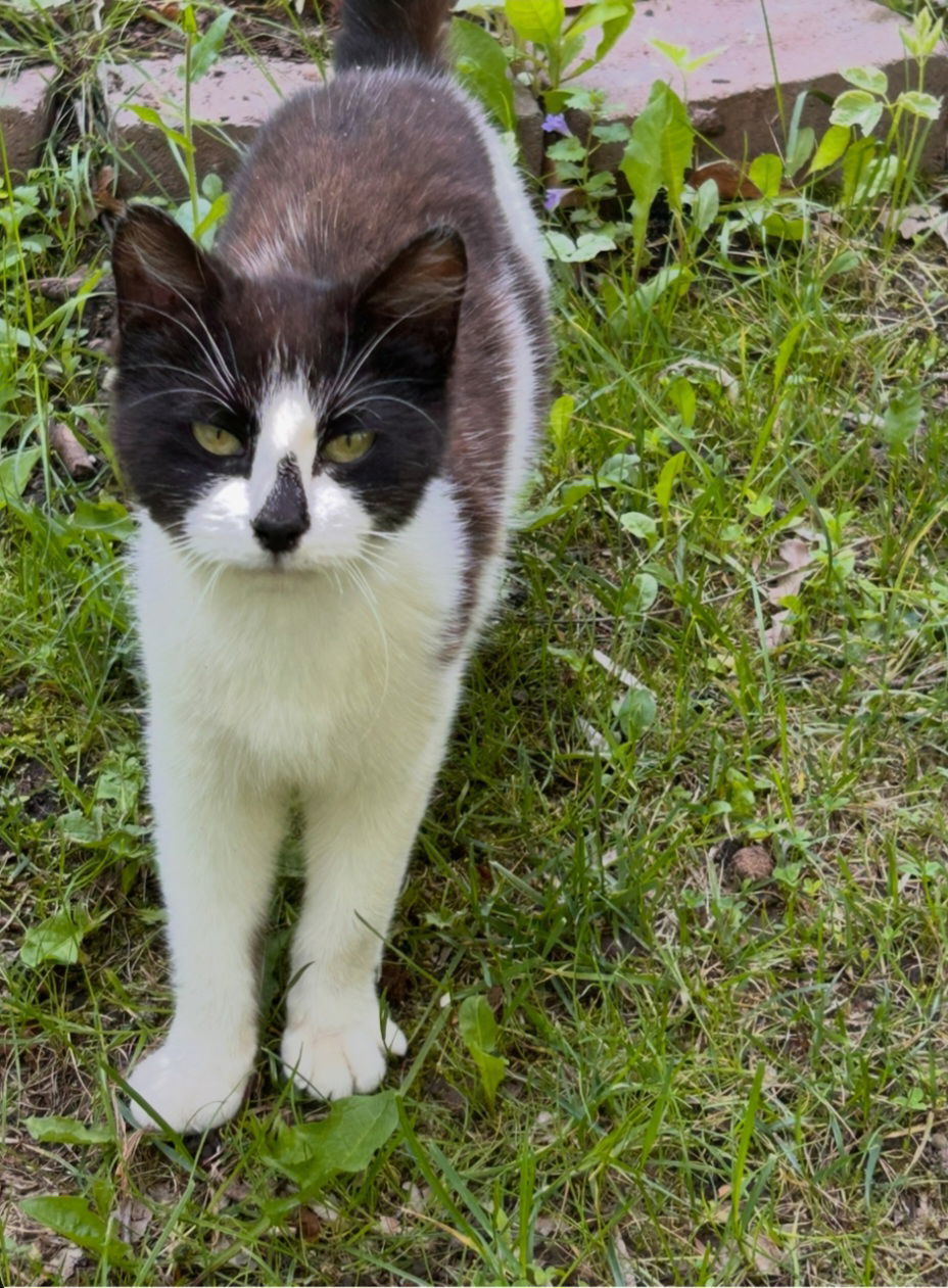 Smudge Pie