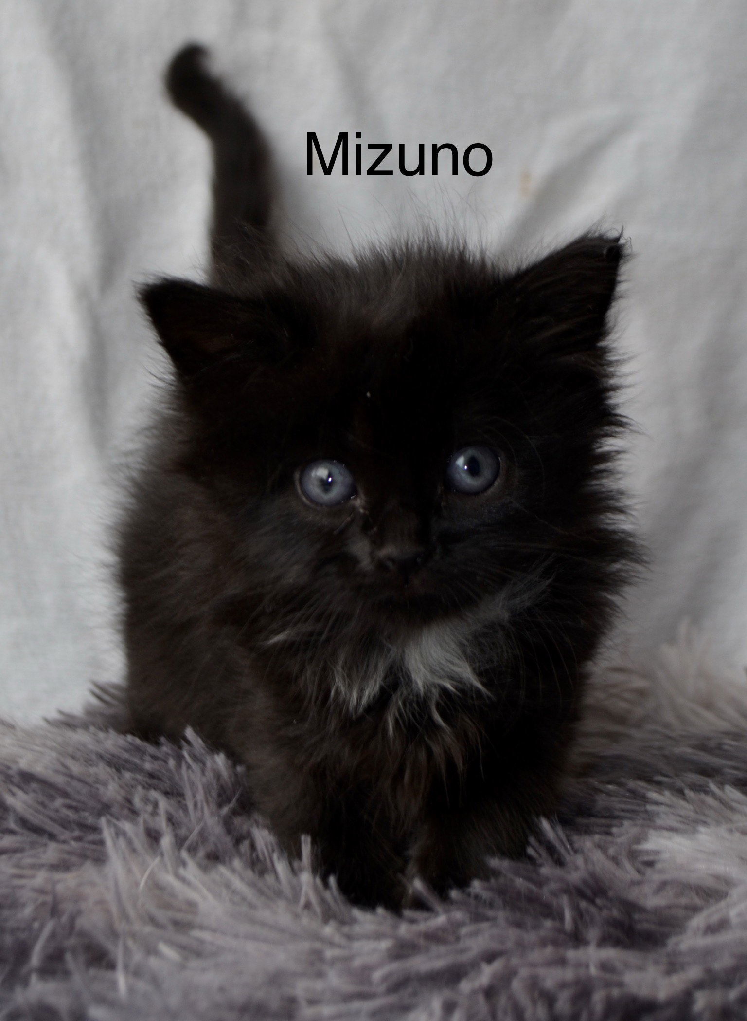 Mizuno